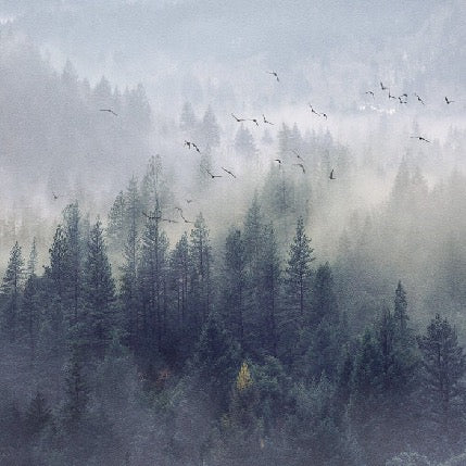 China Forest wallpaper