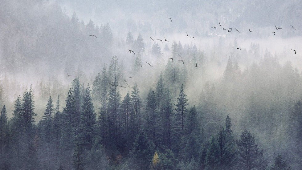 China Forest wallpaper