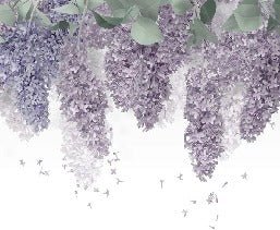 Tapete Glycine Provence