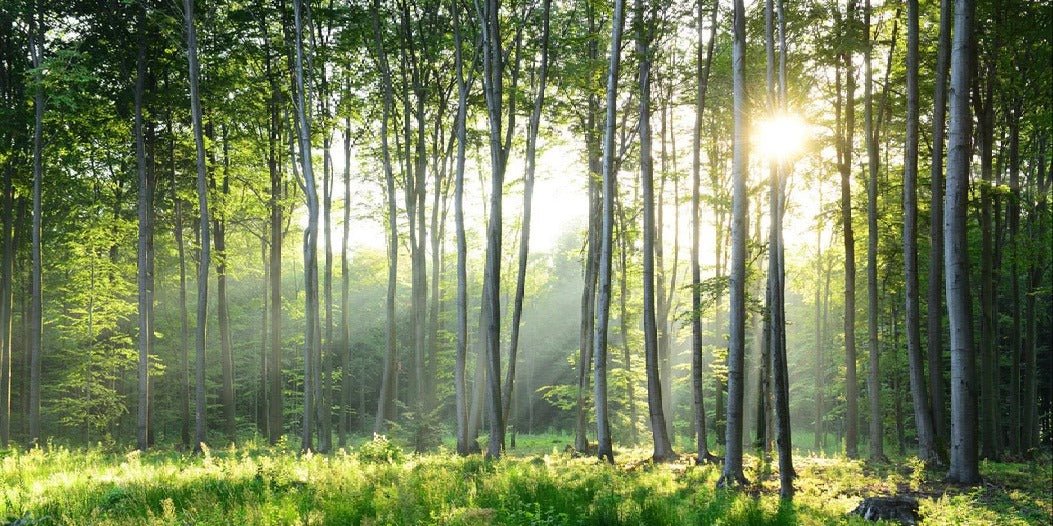 Carta da parati panoramica della pineta