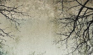 Papier peint Forêt Enchantée