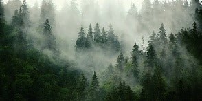 Papel pintado Bosque nebuloso verde