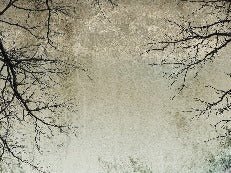 Papier peint Forêt Enchantée