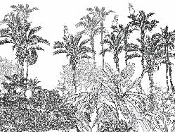 Papel pintado Pantera de la selva