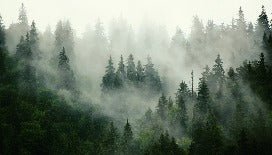 Papier peint forêt brumeuse verte