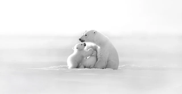 Panoramic wallpaper - Arctic Horizon