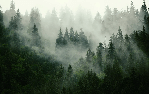 Papier peint forêt brumeuse verte