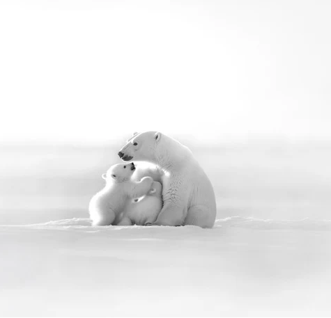 Papier peint panoramique - Horizon arctique