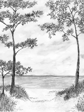 Papier peint Pins maritimes et dunes - Noir et blanc - Muralconcept