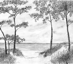 Papier peint Pins maritimes et dunes - Noir et blanc - Muralconcept