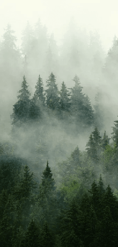 Papier peint forêt brumeuse verte - Muralconcept