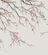 Papier peint panoramique Sakura beige - Muralconcept