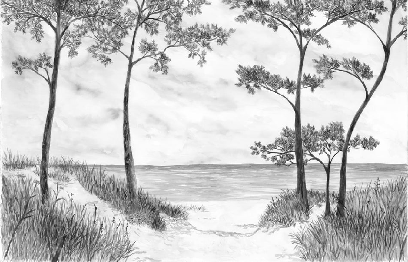Papier peint Pins maritimes et dunes - Noir et blanc - Muralconcept