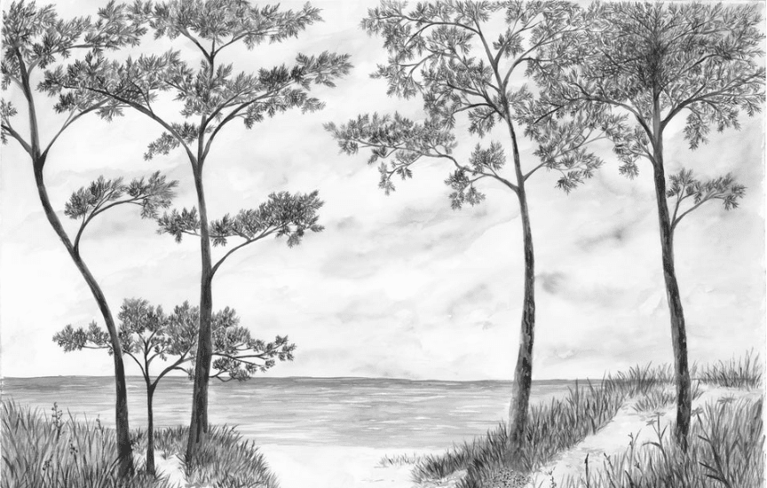 Papier peint Pins maritimes et dunes - Noir et blanc - Muralconcept