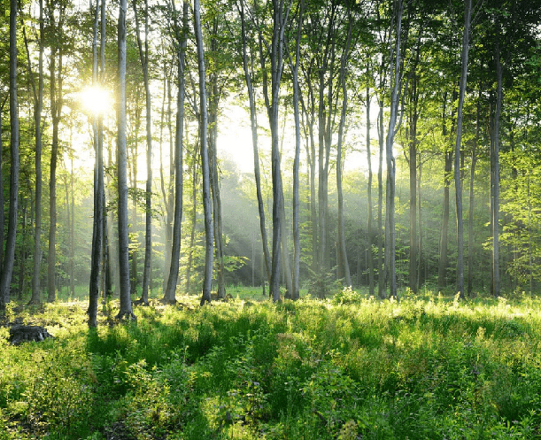 Papier peint panoramique forêt de pins, XXL, tendance