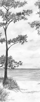 Papier peint Pins maritimes et dunes - Noir et blanc - Muralconcept