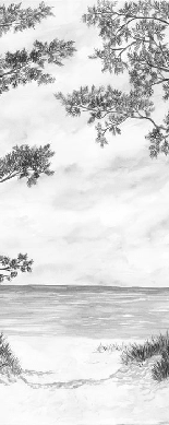 Papier peint Pins maritimes et dunes - Noir et blanc - Muralconcept