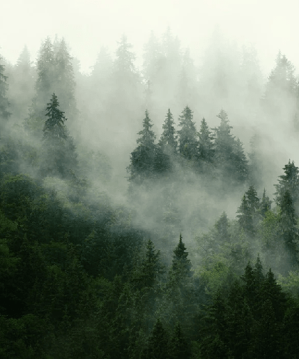 Tapete Grüner Nebelwald - Muralconcept