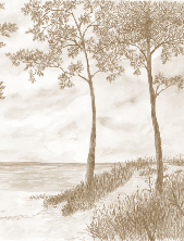 Papier peint Pins maritimes et dunes - Sépia - Muralconcept