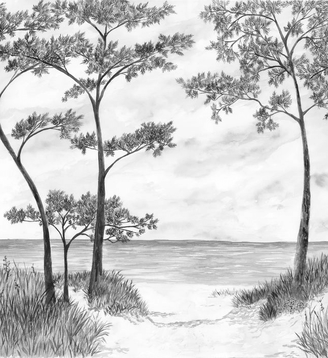 Papier peint Pins maritimes et dunes - Noir et blanc - Muralconcept