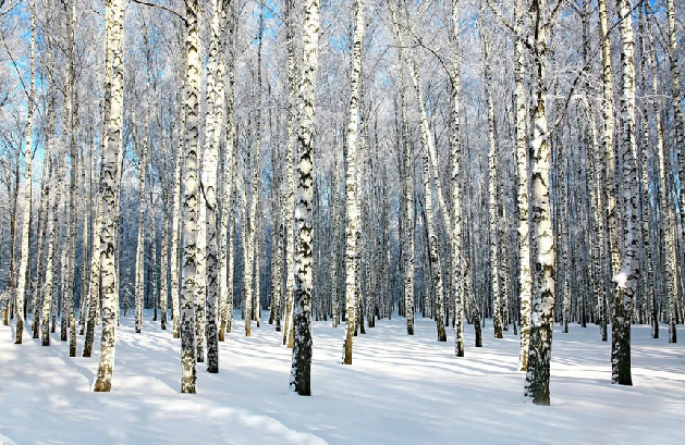 Papier peint Bouleau Wood Forêt - Muralconcept