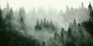 Papier peint forêt brumeuse verte