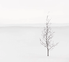 Tapete Reinheit Baum - Muralconcept