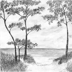 Papier peint Pins maritimes et dunes - Noir et blanc - Muralconcept