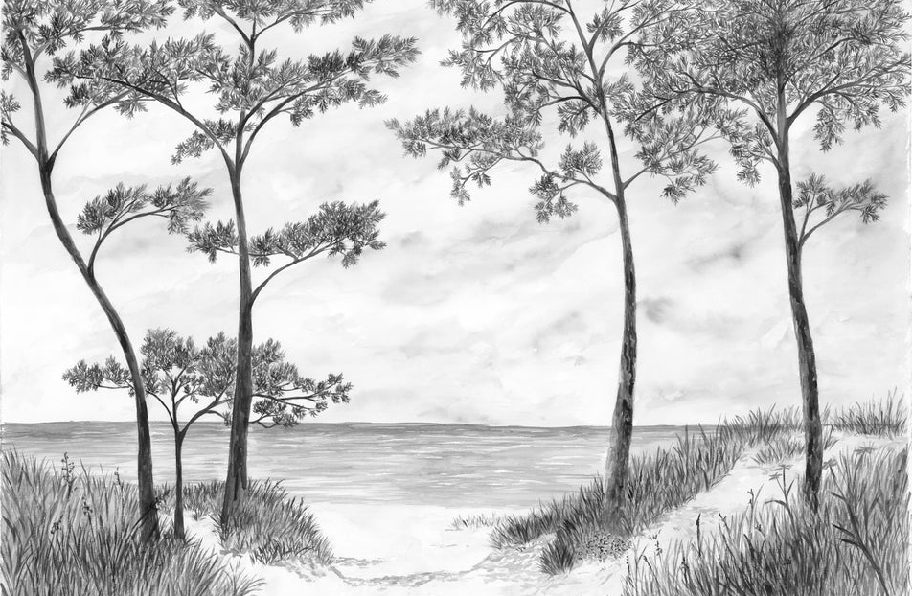 Papier peint Pins maritimes et dunes - Noir et blanc - Muralconcept