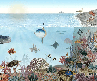 Papier peint animaux marins - Muralconcept