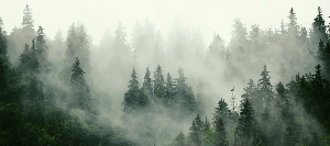 Papier peint forêt brumeuse verte