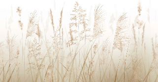 Papier peint fleur des champs de blé, XXL, tendance