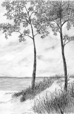 Papier peint Pins maritimes et dunes - Noir et blanc - Muralconcept