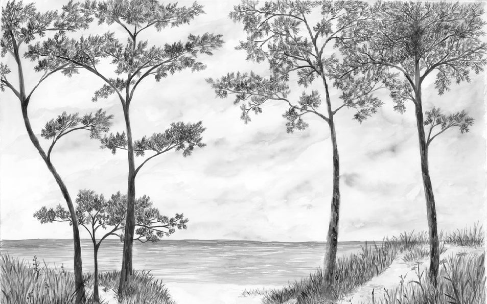 Papier peint Pins maritimes et dunes - Noir et blanc - Muralconcept