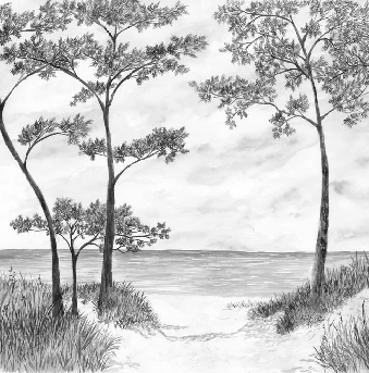 Papier peint Pins maritimes et dunes - Noir et blanc - Muralconcept