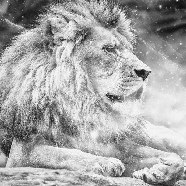 Papier peint jungle the King lion, XXL, tendance