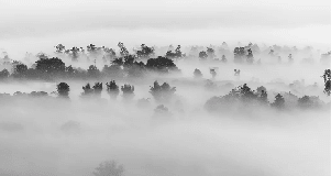 Papier peint bois brumeux - Muralconcept