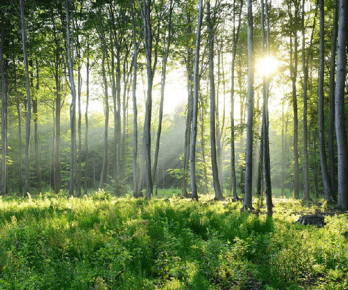 Papier peint panoramique forêt de pins, XXL, tendance