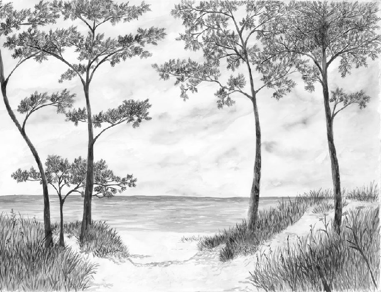 Papier peint Pins maritimes et dunes - Noir et blanc - Muralconcept