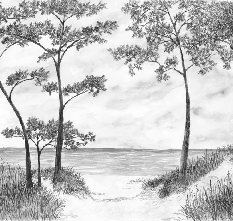 Papier peint Pins maritimes et dunes - Noir et blanc - Muralconcept