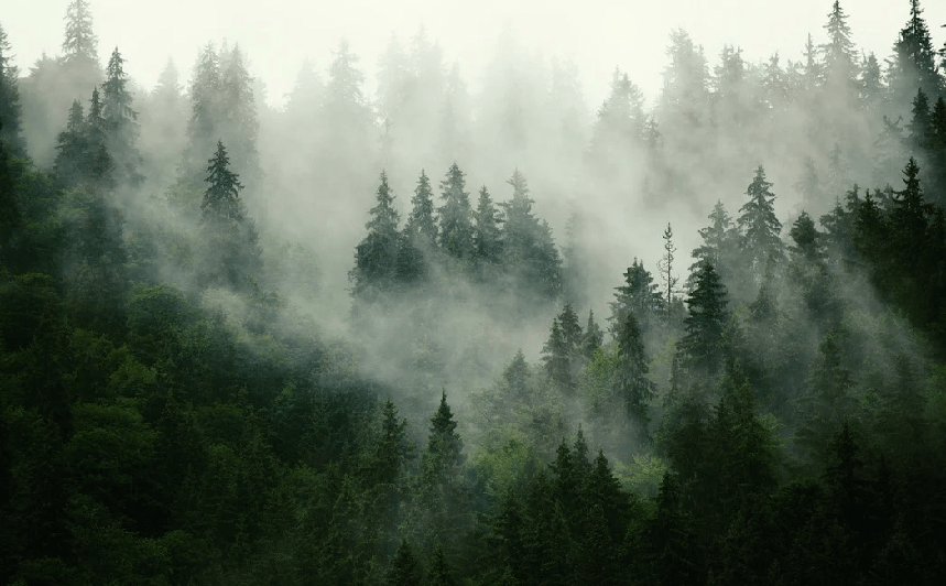 Papier peint forêt brumeuse verte