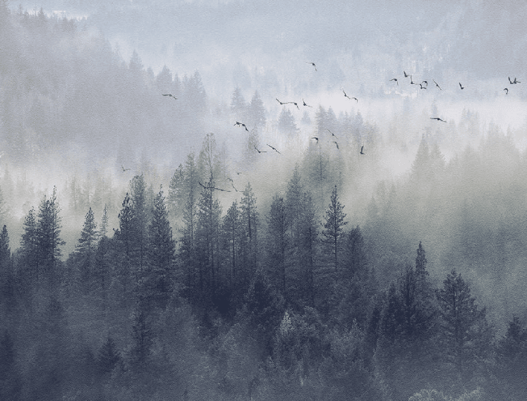 Papier peint Forêt de Chine - Muralconcept