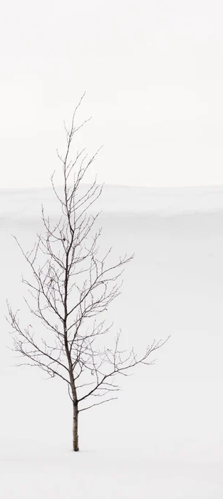 Papier peint pureté arbre