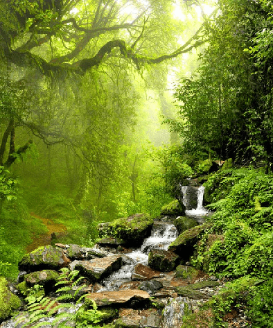 Papier peint Cascade & Forêt - Muralconcept