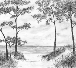 Papier peint Pins maritimes et dunes - Noir et blanc - Muralconcept