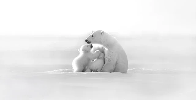 Panoramic wallpaper - Arctic Horizon