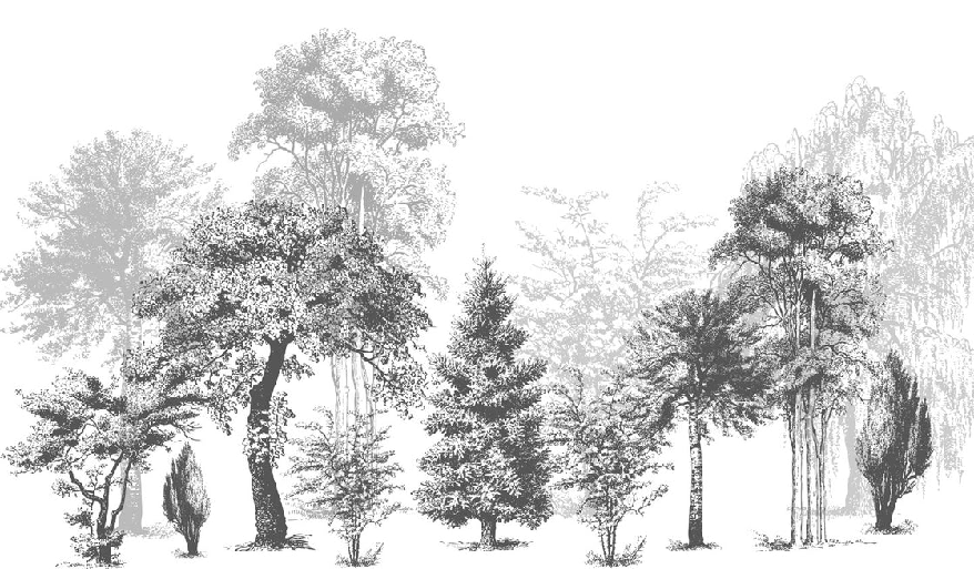 Nature bathroom wallpaper in black and white, XXL, tendance