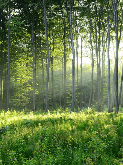 Panoramic pine forest wallpaper