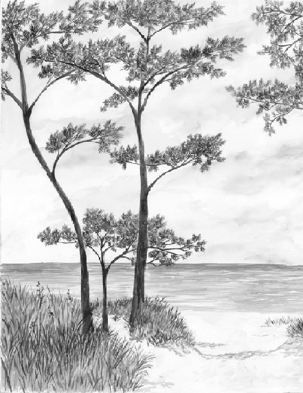 Papier peint Pins maritimes et dunes - Noir et blanc - Muralconcept