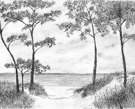 Papier peint Pins maritimes et dunes - Noir et blanc - Muralconcept